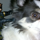 Illustration for article titled Cry Havoc And Let Slip The Dogs Of... Metal Gear?!
